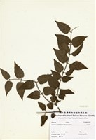 藏品(毛茉莉)的圖片